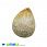 /p31636-podveska-iz-naturalnogo-kamnya-korall-okameneliy-kaplya-33x25-mm/
