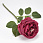 /ru/p62583-roza-devida-ostina-lateksnaya-45-sm/