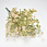 /p62158-buket-gipsofili-34-sm/