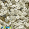 /p37560-payetki-indiya-kruglie-ploskie-4-mm-zolotistie/