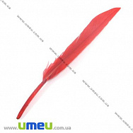 Пір'я Гусячі, Червоні, 10-13 см (PER-002621)