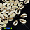 /ru/p34078-podveska-rakushka-presnovodnaya-s-galvanicheskim-pokritiem-21-28x12-18-mm/