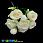 /p45780-buket-roz-32-sm-kremoviy/