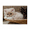 /ru/p51413-nabor-almaznoy-zhivopisi-na-podramnike-30x20-sm-kotyenok/