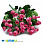/p48324-buket-roz-28-sm-rozoviy/