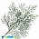 /p42864-vetka-tui-bolshaya-zelenaya-28-29-sm/