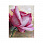 /ru/p51421-nabor-almaznoy-zhivopisi-na-podramnike-30x20-sm-roza/