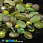/p42218-busini-cheshskoe-steklo-preciosa-92-mih-olive-green/