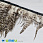 /p38983-perya-fazana-na-lente-6-12-sm-serie-naturalnie/