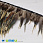/p38984-perya-petuha-na-lente-8-15-sm-bezhevie-naturalnie/