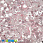 /p41049-payetki-indiya-cveti-10-mm-rozovie/