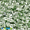 /p37855-payetki-indiya-cveti-6-mm-salatovie/