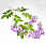 /p57806-vetka-glicinii-85-sm-sirenevaya/