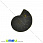/p31609-ammonit-okameneliy-22x18x5-5-mm/