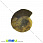 /p31622-ammonit-okameneliy-20x17x5-mm/