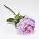 /ru/p62582-roza-devida-ostina-lateksnaya-45-sm/