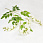 /p57808-vetka-glicinii-85-sm-belaya/