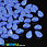 /p40596-busina-cheshskoe-steklo-preciosa-pip-7x5-mm-33100-sinyaya/