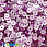 /p37650-payetki-indiya-kruglie-ploskie-4-mm-malinovie/