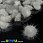 /p36107-pompon-norkoviy-2-5-3-sm-seriy/