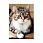 /ru/p51428-nabor-almaznoy-zhivopisi-na-podramnike-30x20-sm-koshka/