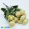 /p44949-buket-pionov-42-sm-zheltiy/