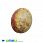 /p31649-podveska-iz-naturalnogo-kamnya-korall-okameneliy-ovalnaya-32x26-mm/