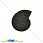 /p31607-ammonit-okameneliy-21x18x6-mm/