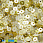 /p37557-payetki-indiya-kruglie-ploskie-4-mm-zheltie/