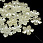 /p57158-busini-plastikovie-cvetok-zhemchug-20x4-mm-kremovie/