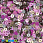 /p41431-payetki-indiya-kruglie-ploskie-4-mm-miks-rozoviy/