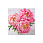 /p56350-nabor-almaznoy-zhivopisi-na-podramnike-30x30-sm-pioni/