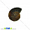 /p31614-ammonit-okameneliy-20x17x4-mm/