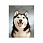 /ru/p51398-nabor-almaznoy-zhivopisi-na-podramnike-30x20-sm-haski/