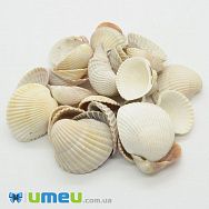 Мушля декоративна морська (DIF-038749)