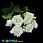 /p45817-buket-roz-33-sm-kremoviy/