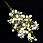 /p45765-buket-gipsofili-34-sm-beliy/