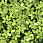/p51171-payetki-indiya-cveti-9-5-mm-zelenie/