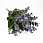 /ru/p54096-vetka-evkalipta-38-sm-fioletovaya/