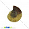 /p31623-ammonit-okameneliy-21x17x4-2-mm/