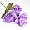 /p62717-magnoliya-lateksnaya-sirenevaya/